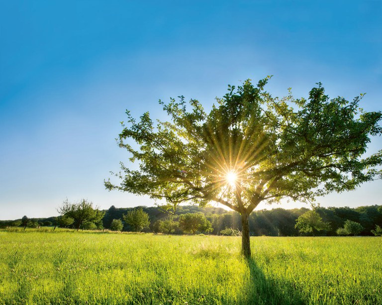 Ein Baum auf einer grünen Wiese.